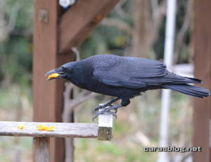 ハシボソガラス