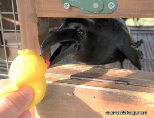 ハシブトガラス