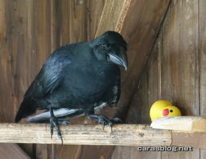 ハシブトガラス