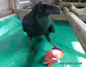 ハシブトガラス