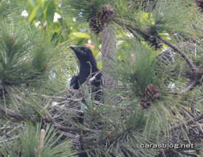 ハシブトガラス