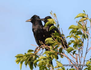ハシボソガラス
