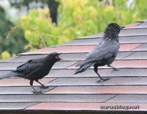 ハシブトガラス