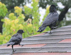 ハシブトガラス