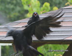 ハシボソガラス