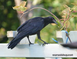 ハシボソガラス