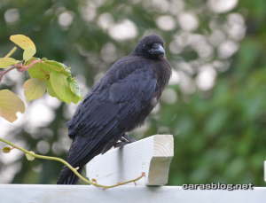 ハシボソガラス