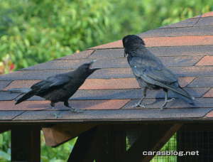 ハシボソガラス