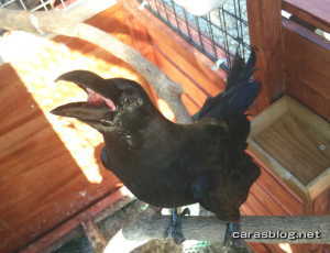 ハシブトガラス