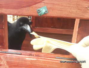 ハシブトガラス