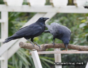 ハシボソガラス