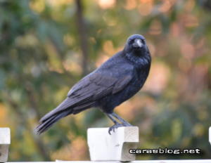 ハシボソガラス