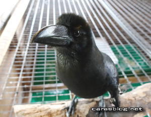 ハシボソガラス