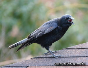 ハシボソガラス