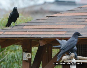 ハシボソガラス