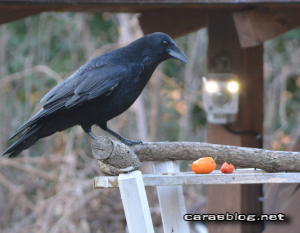 ハシブトガラス