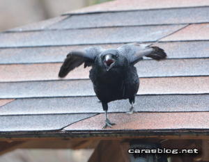 ハシブトガラス