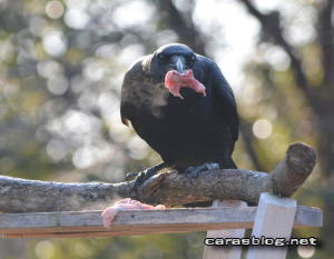 ハシブトガラス