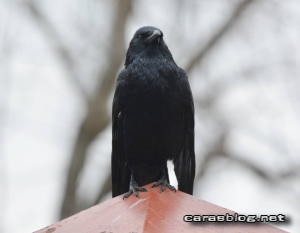 ハシボソガラス