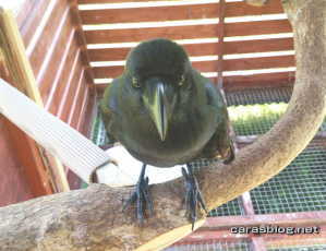 ハシブトガラス