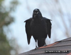 ハシボソガラス