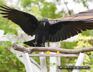 ハシボソガラス