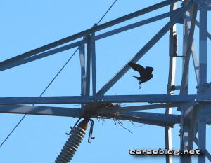 ハシブトガラス