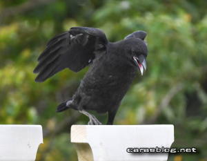 ハシブトガラス