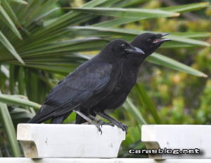 ハシブトガラス