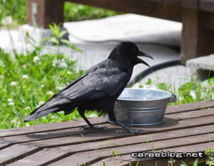 ハシブトガラス