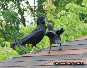 ハシボソガラス