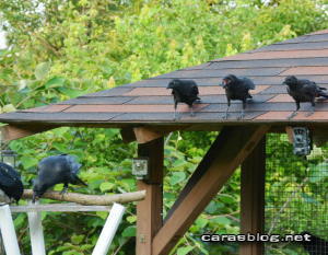 ハシブトガラス