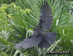 ハシブトガラス