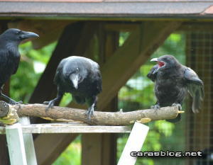 ハシボソガラス