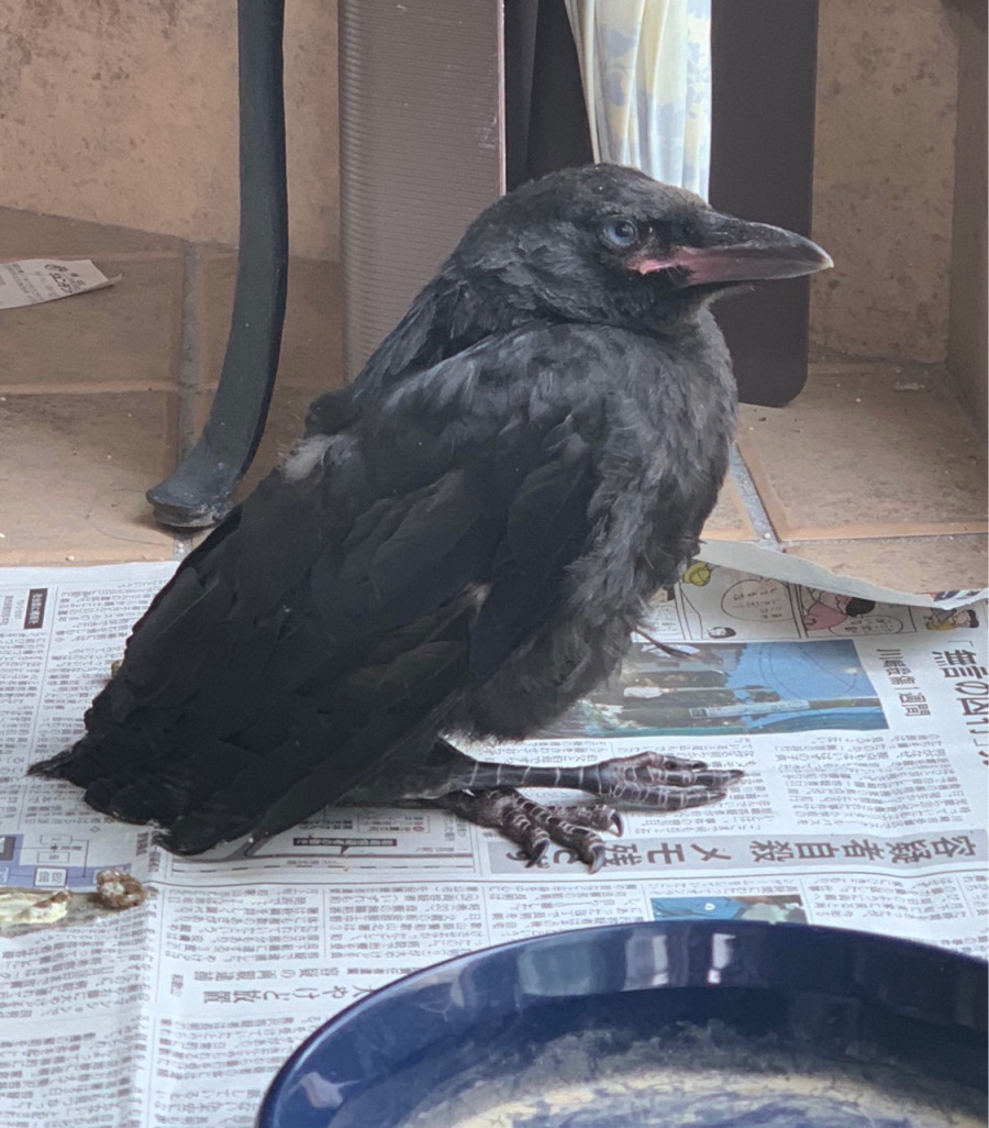 ハシボソガラス