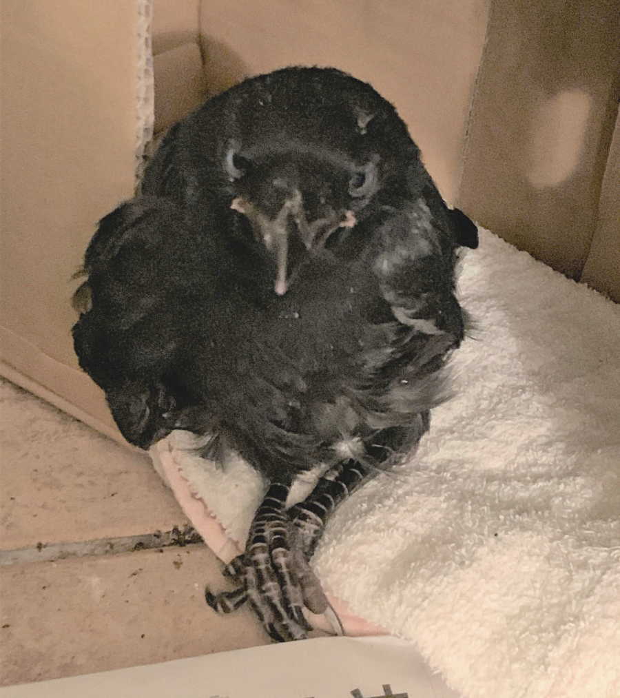 ハシボソガラス