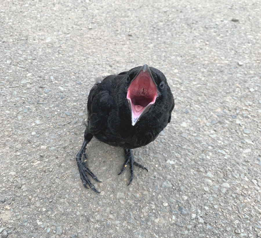 ハシボソガラス