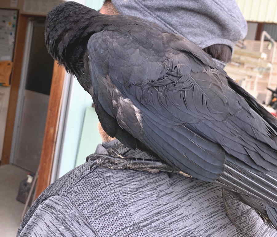 ハシボソガラス