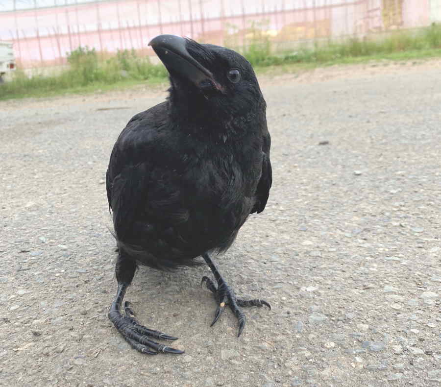 ハシボソガラス