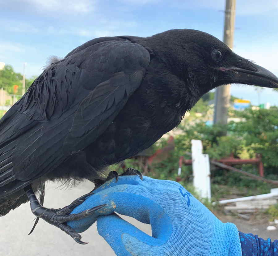 ハシボソガラス