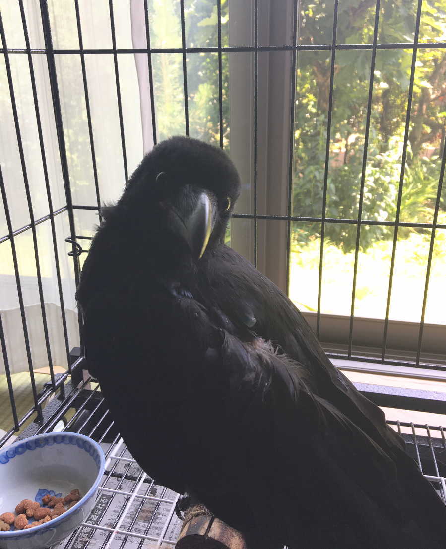 ハシボソガラス