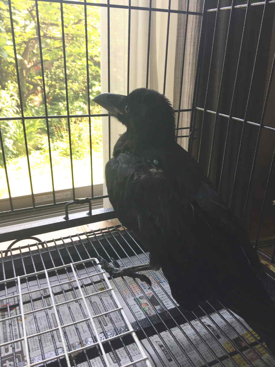 ハシボソガラス