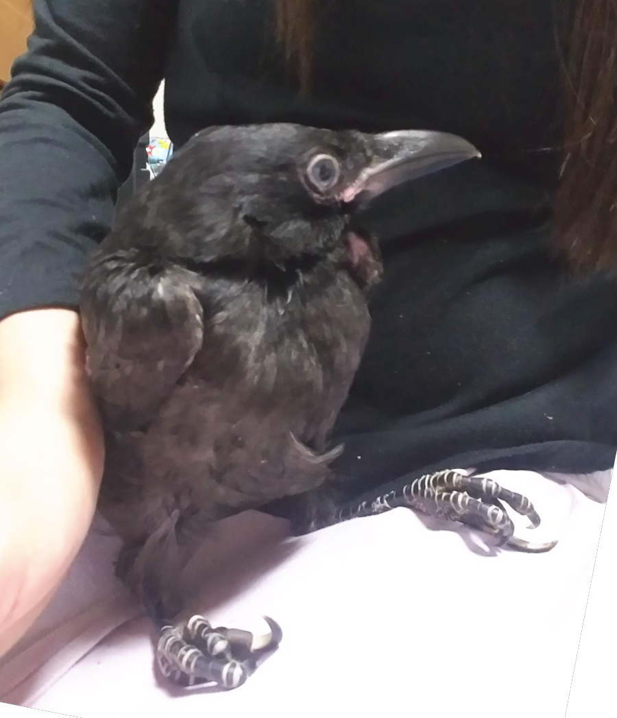 ハシボソガラス