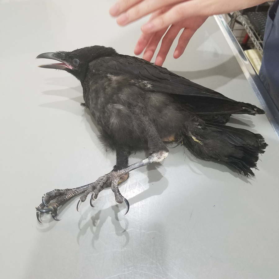 ハシボソガラス