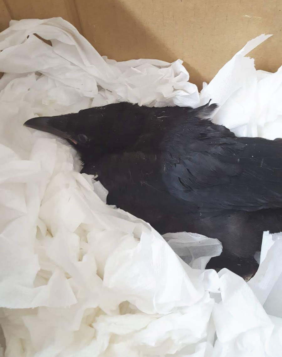 ハシボソガラス