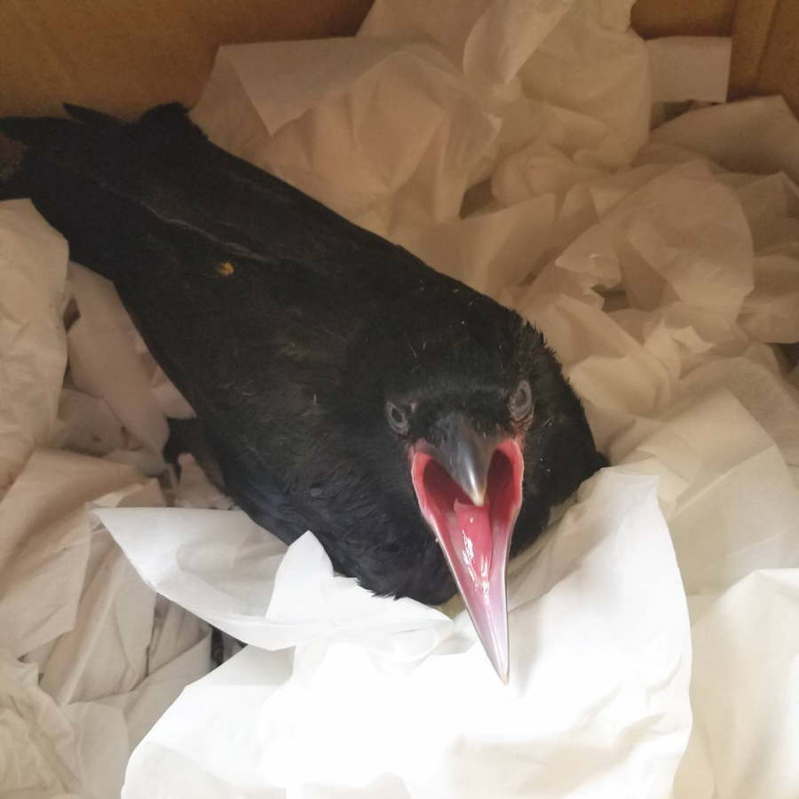 ハシボソガラス