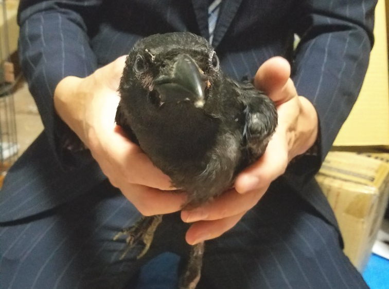 ハシボソガラス