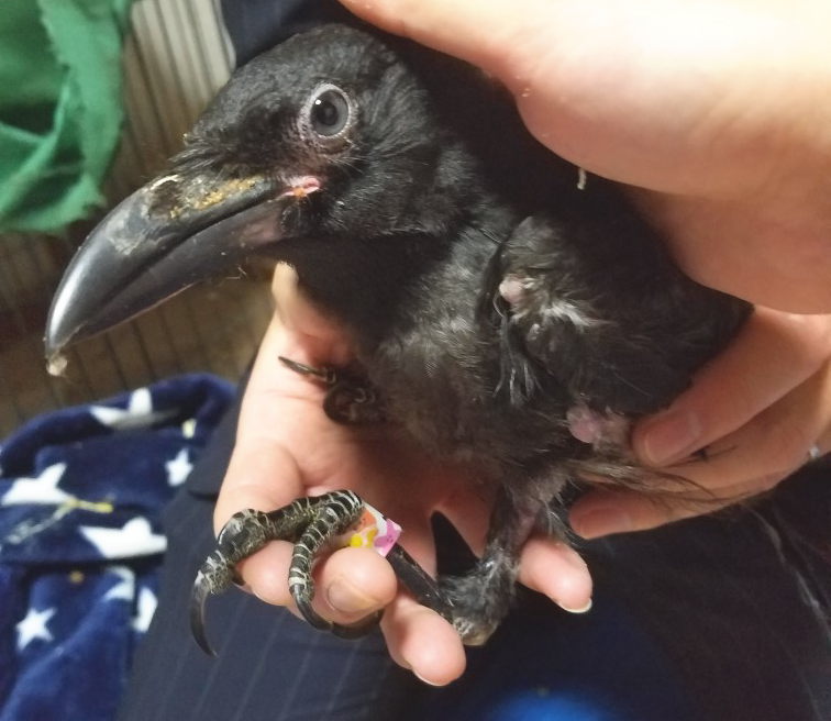 ハシボソガラス