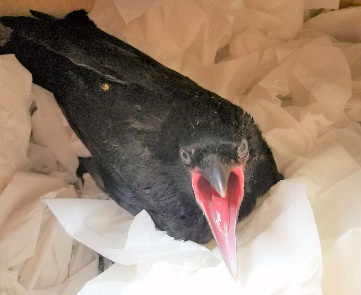 ハシボソガラス