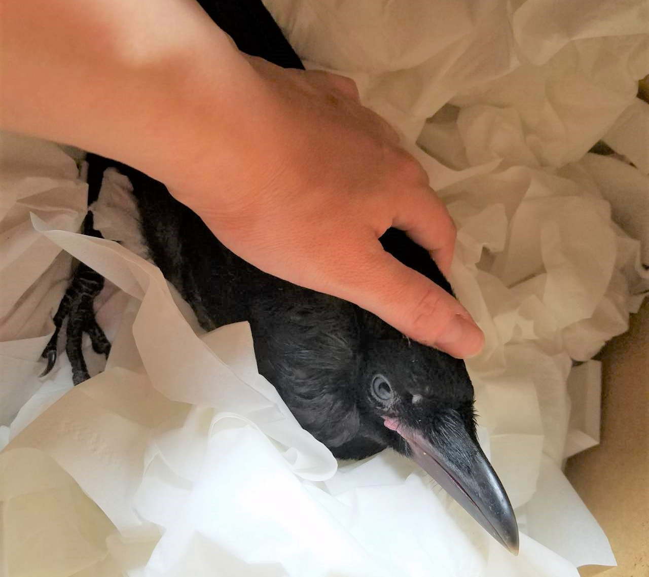 ハシボソガラス